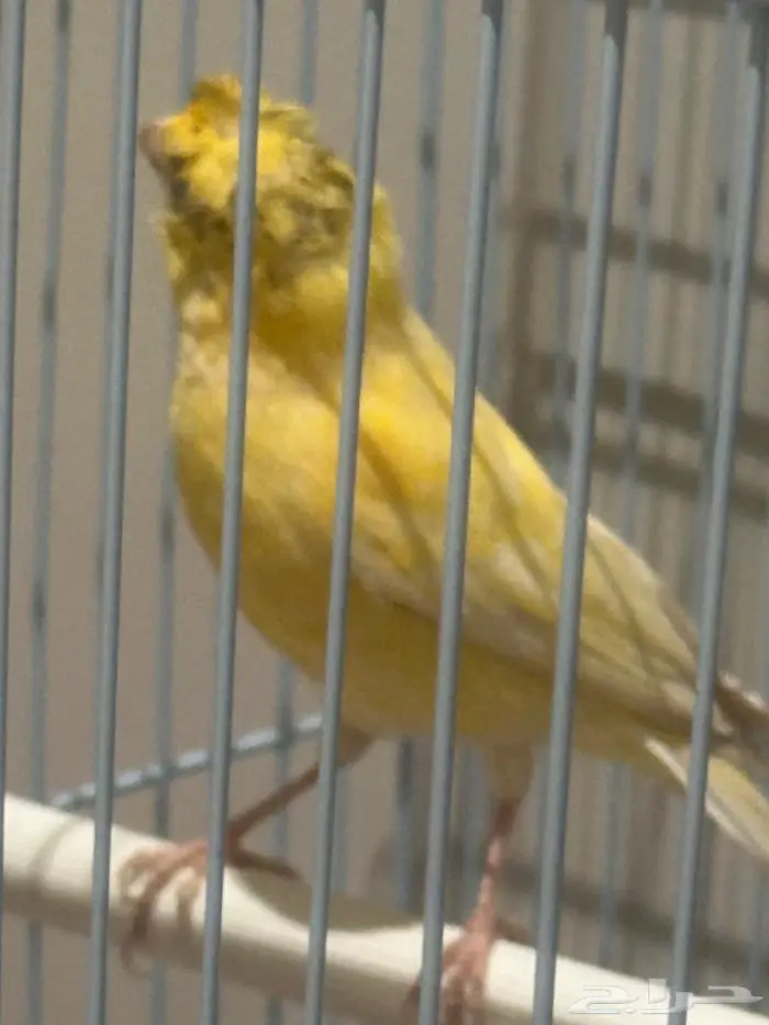 كناري سوري 0