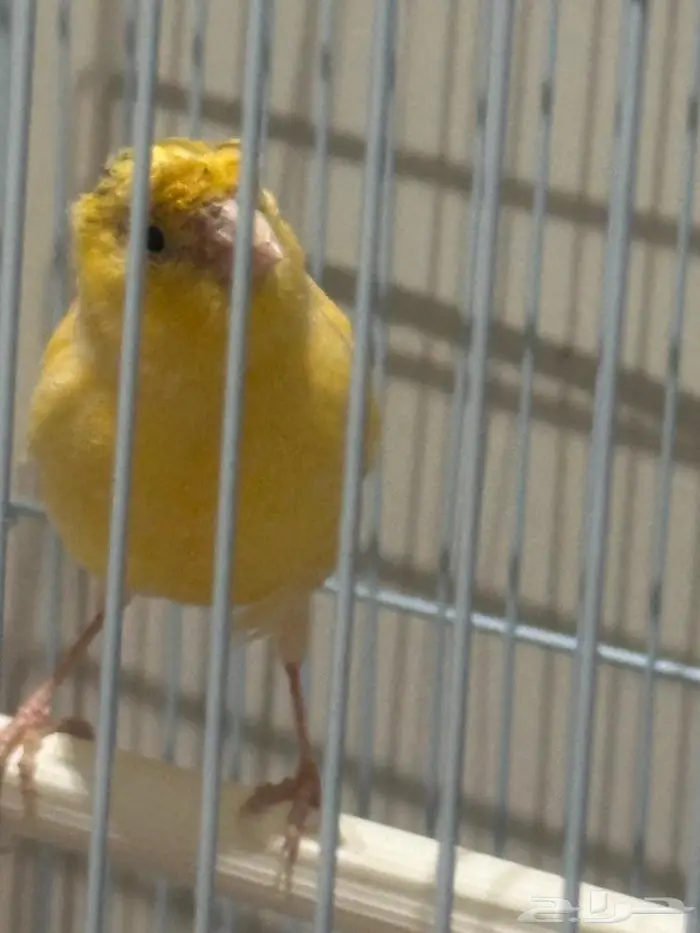 كناري سوري 1