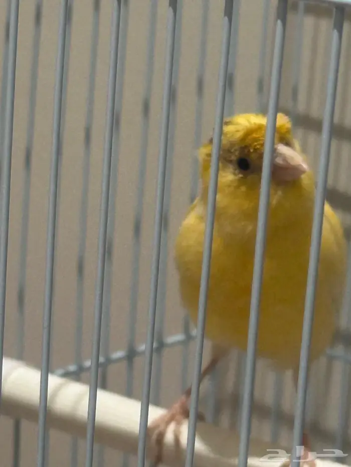 كناري سوري 2