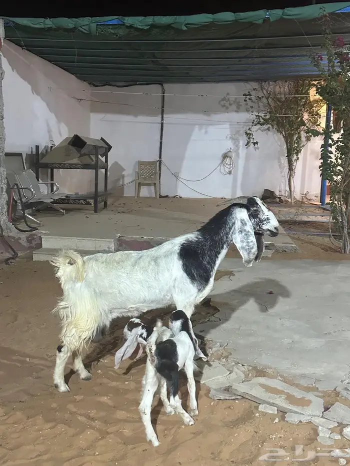 عنز متبع تيس وجفره 2