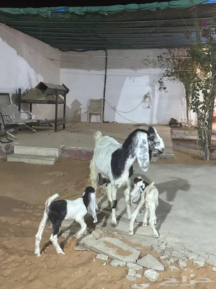 عنز متبع تيس وجفره 1