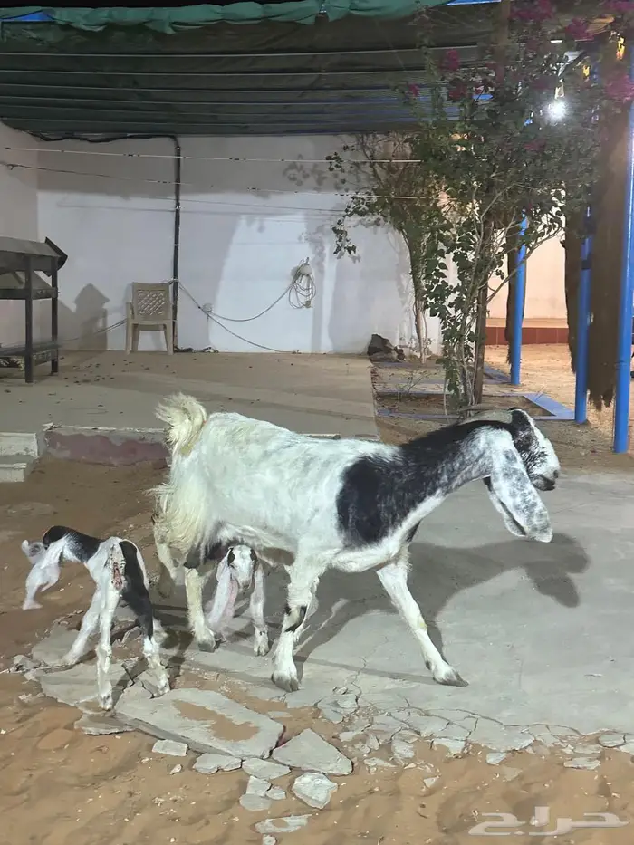 عنز متبع تيس وجفره 0