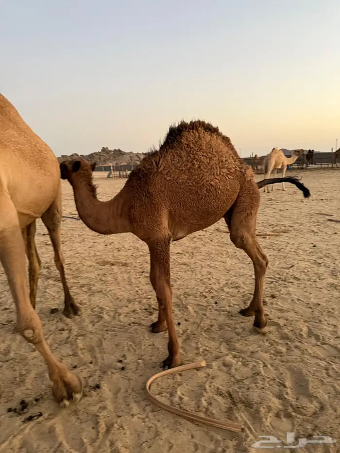 قعود طيب شحم للبيع 0
