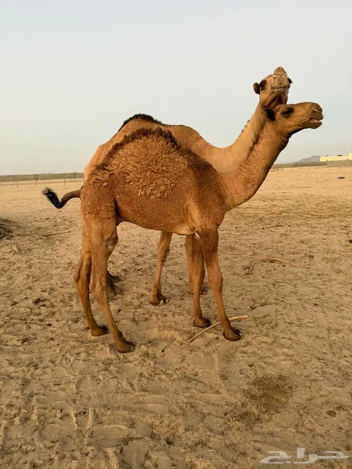 قعود طيب شحم للبيع 1