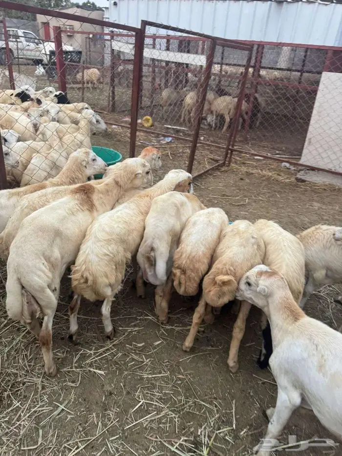 خرفان بلدي تربية 2