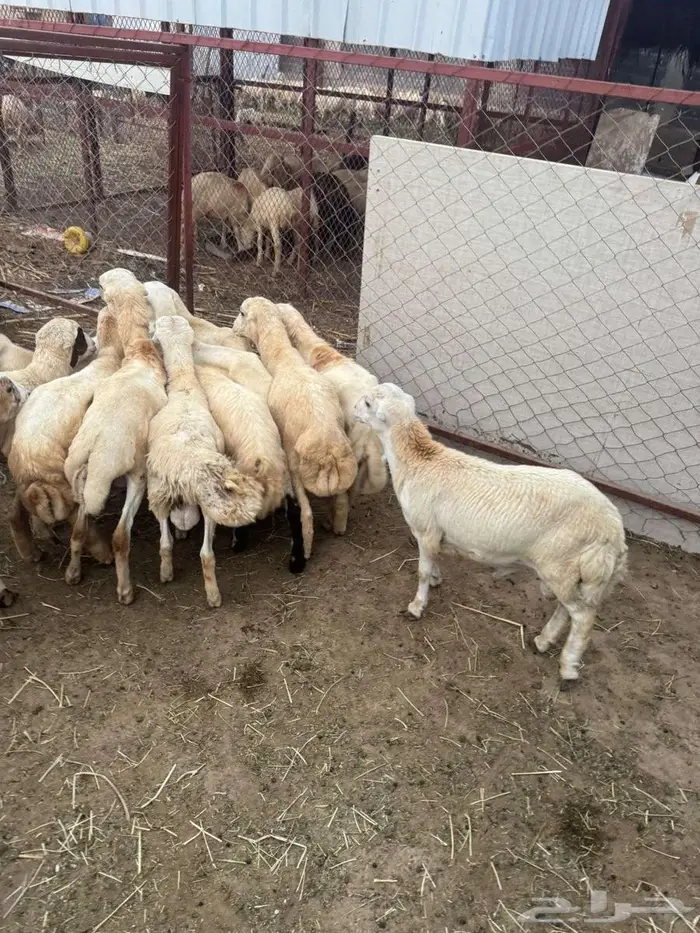 خرفان بلدي تربية 3