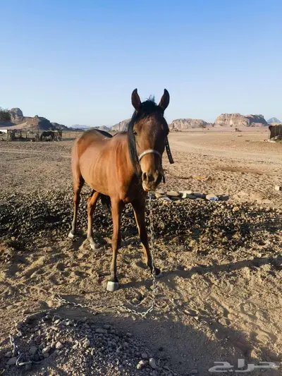 مهر شعبي index