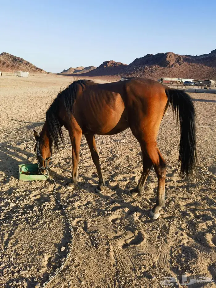 مهر شعبي 0
