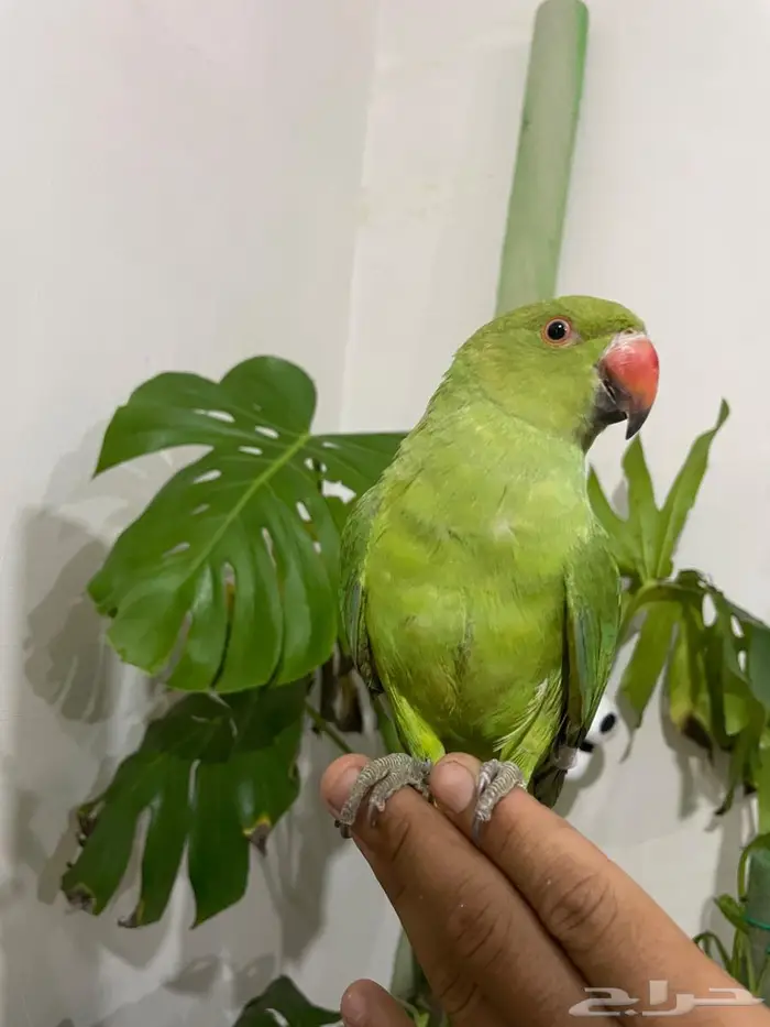 بغبغاء ذره اليف 1