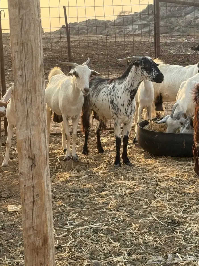 ماعز بيشيات دفيع شرط 3