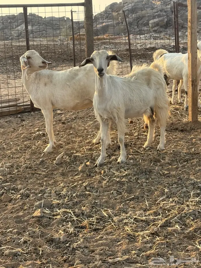 ماعز بيشيات دفيع شرط 2
