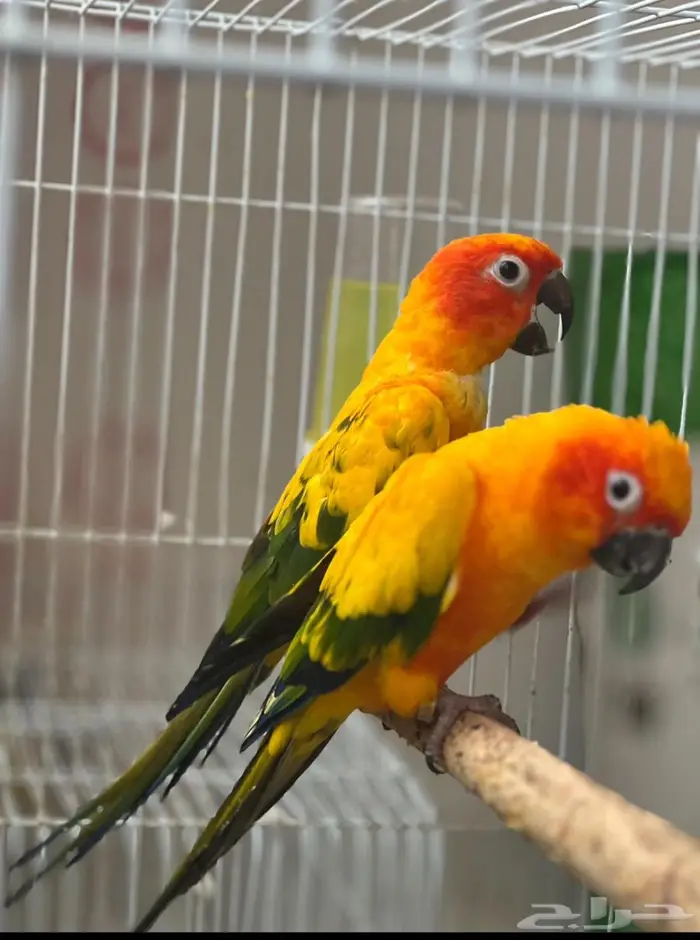 جوز صن كنيور 1