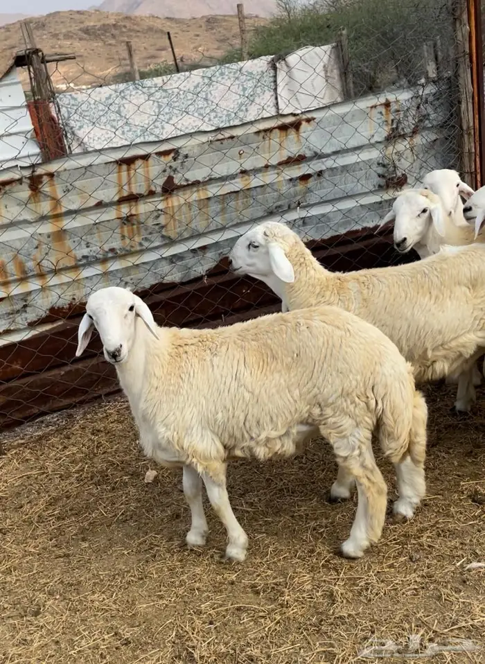 ذبايح طليان حري سواكن مع الذبح والتوصيل 14