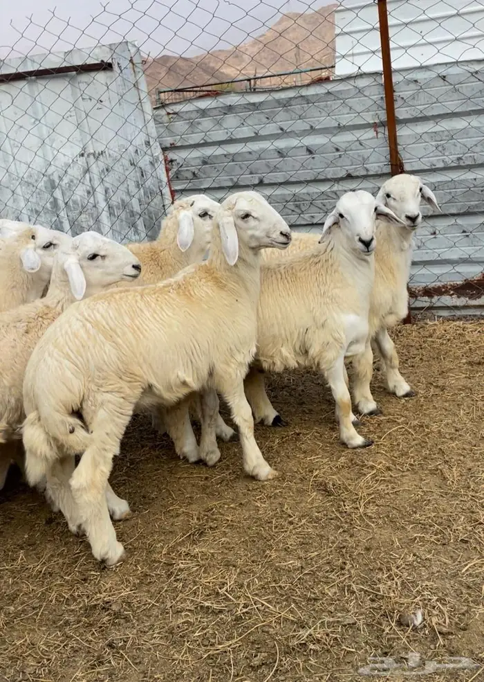 ذبايح طليان حري سواكن مع الذبح والتوصيل 12