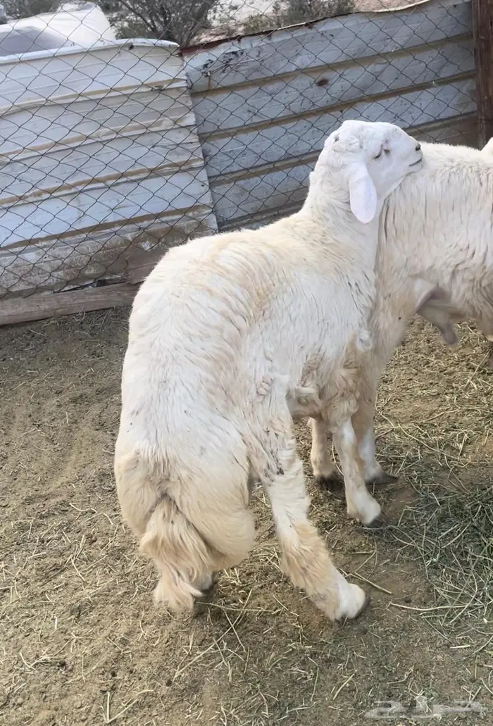 ذبايح طليان حري سواكن مع الذبح والتوصيل 11