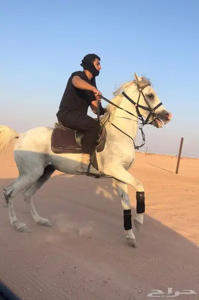 حصان عربي شعبي ركوب طرب تربيع index