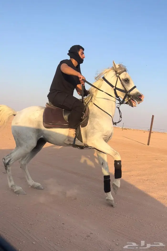حصان عربي شعبي ركوب طرب تربيع 1
