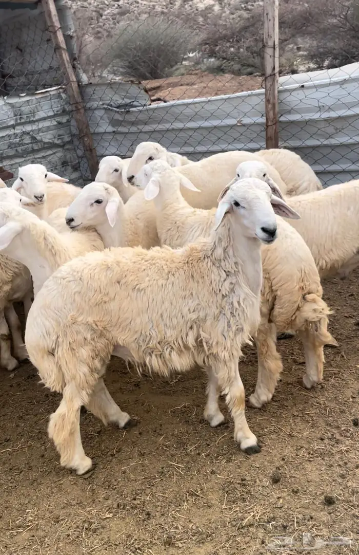 ذبايح طليان حري سواكن مع الذبح والتوصيل 13