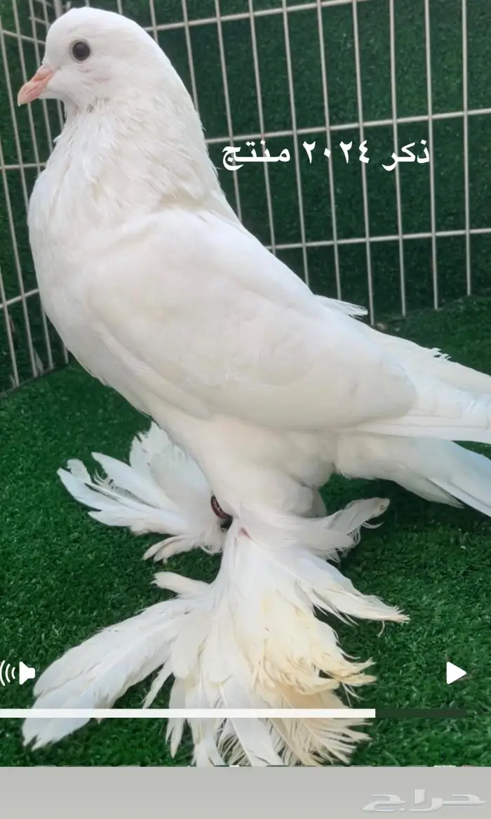 كلرهد سوداني مورهد فانتيل هملت نفاخ 5