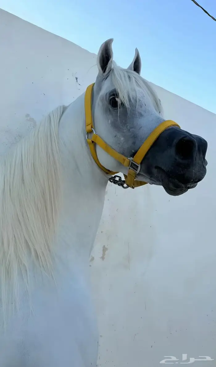 ايوا الخيول وعلاجها 2
