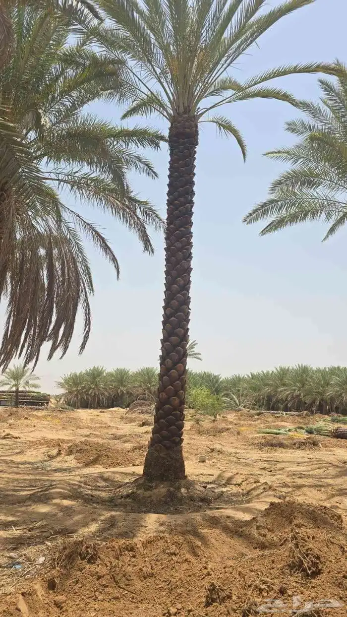 يوجد لاديناء نخيل من جميع لانواع 1