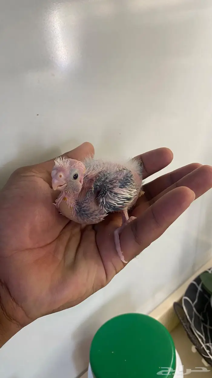 فروخ كروان هولندي(( تم البيع )) 0