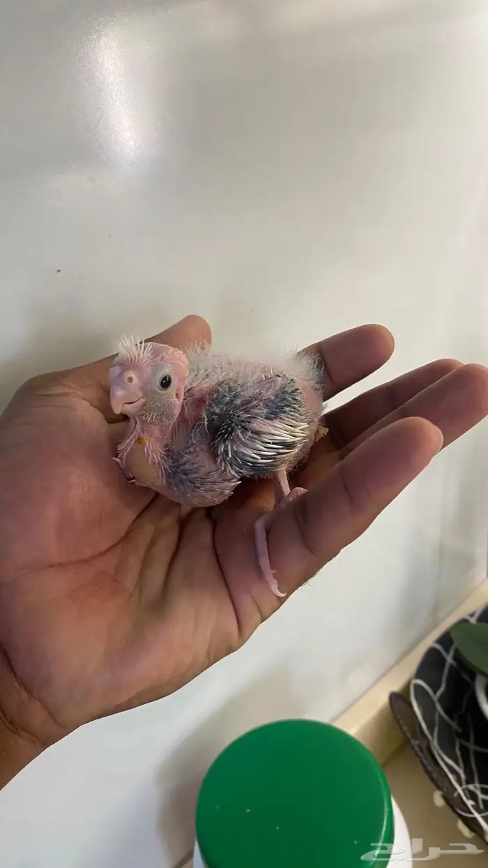 فروخ كروان هولندي(( تم البيع )) 1