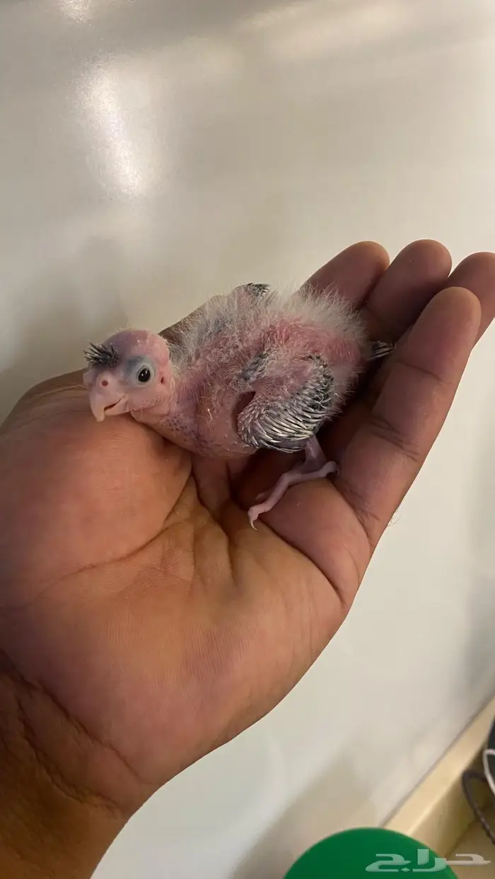 فروخ كروان هولندي(( تم البيع )) 5