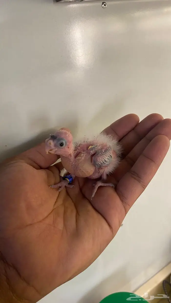 فروخ كروان هولندي(( تم البيع )) 7