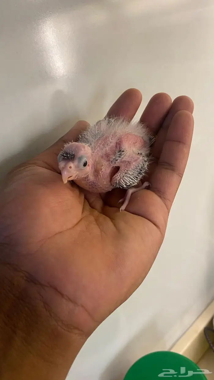 فروخ كروان هولندي(( تم البيع )) 4