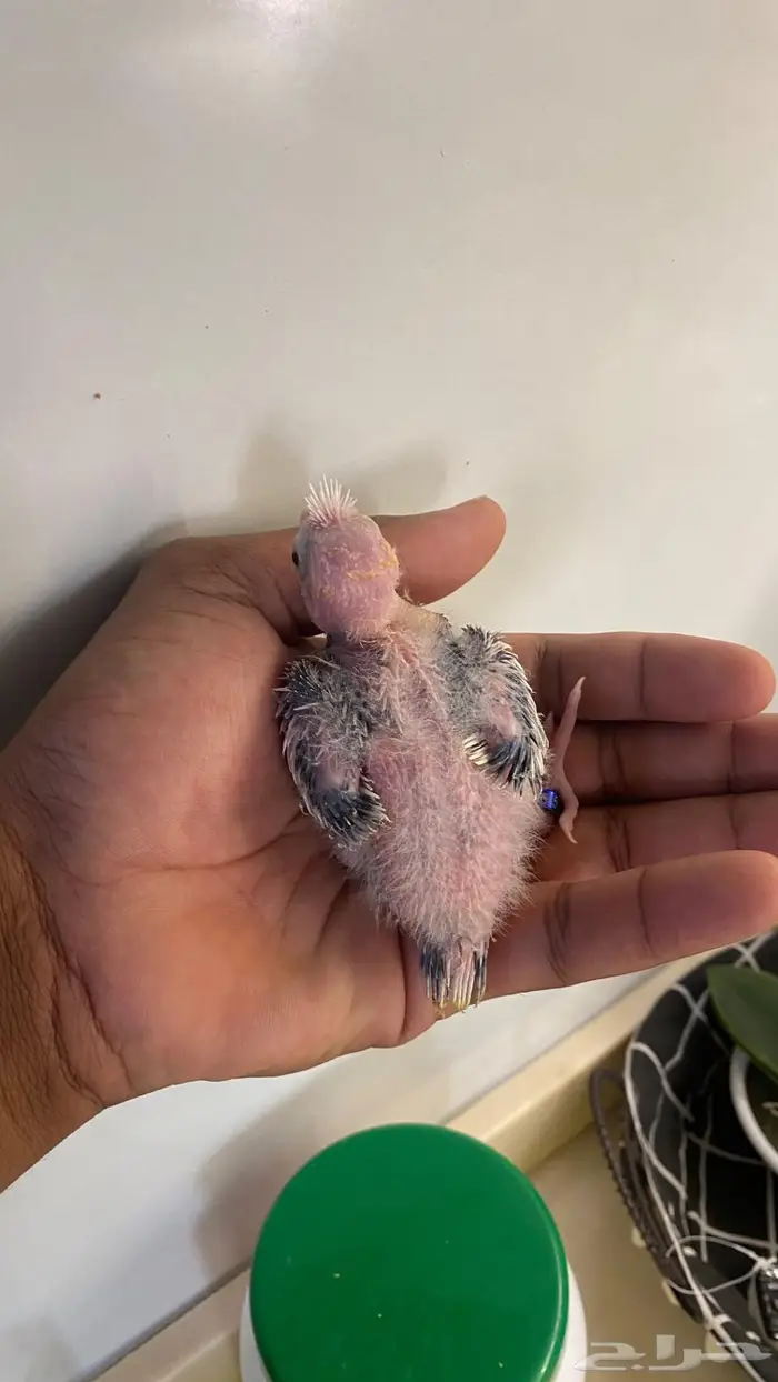 فروخ كروان هولندي(( تم البيع )) 2