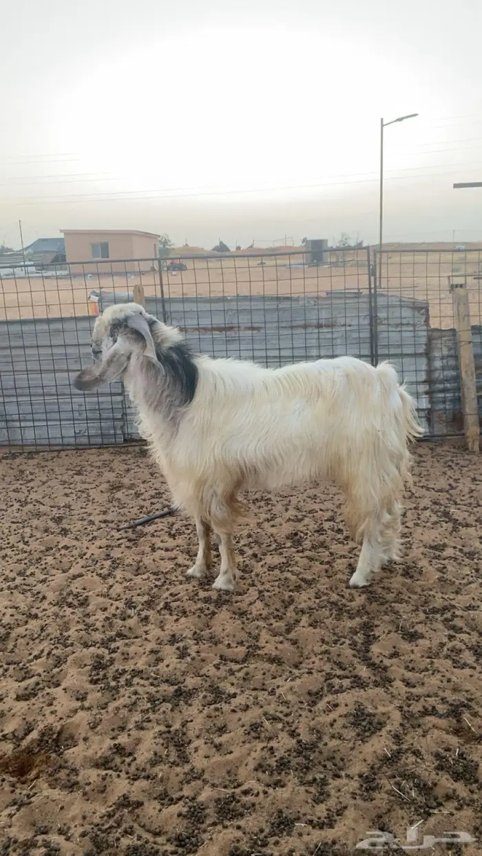 ثني الاب قبرصي والام هولنديه 1