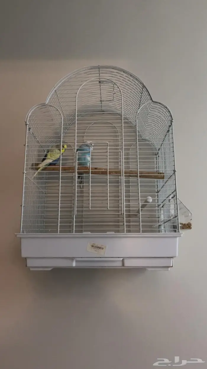 بادجي للبيع 2