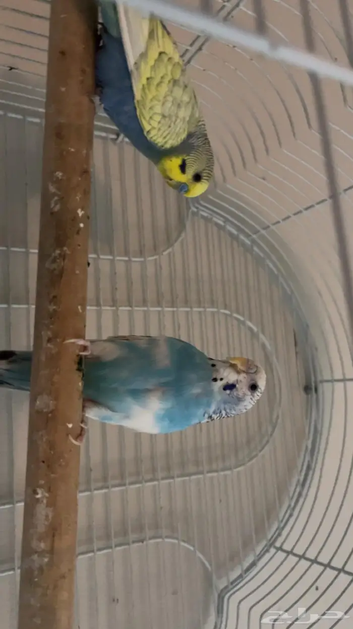 بادجي للبيع 0