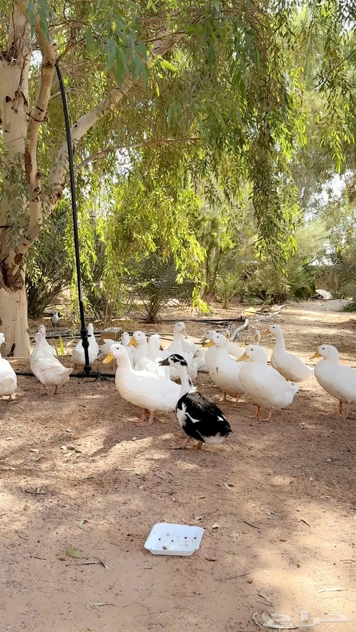 بط بكيني 0