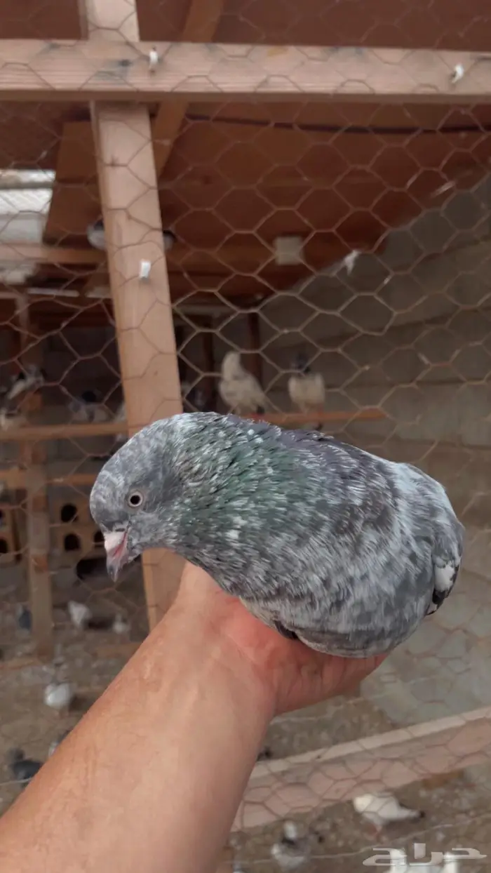 باكستاني فيروز 2