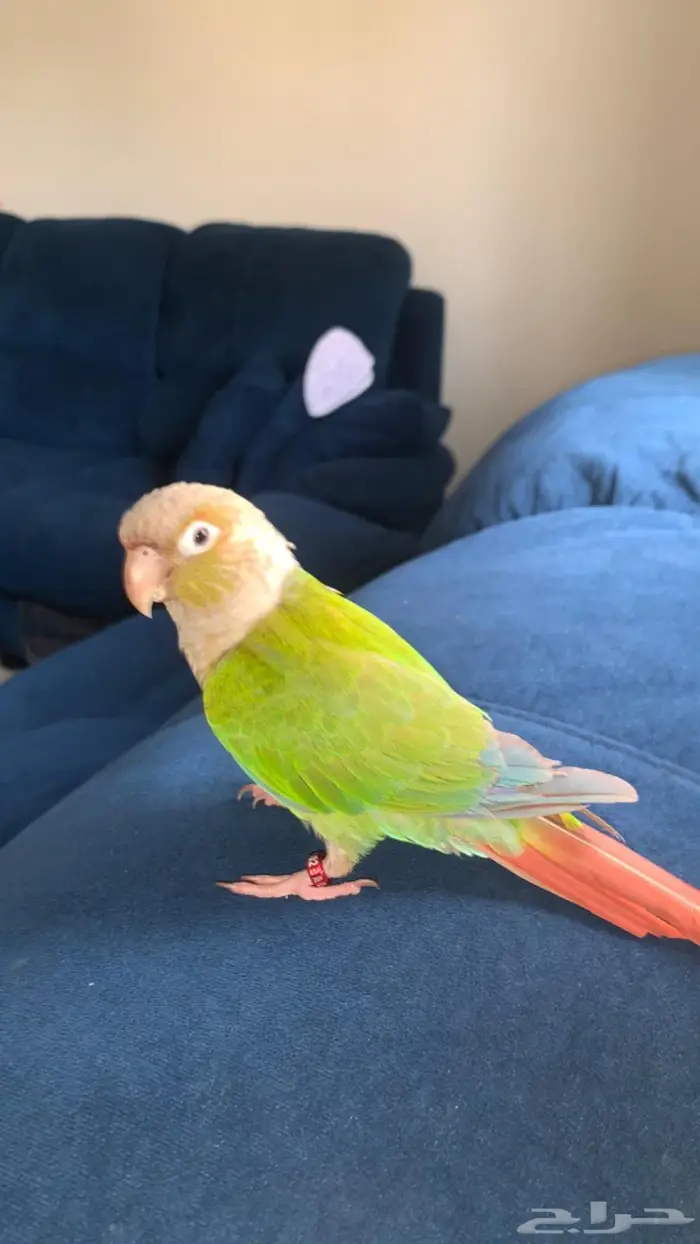 ببغاء كنيور اليف 1