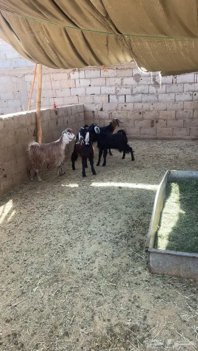 للبيع جمله 0