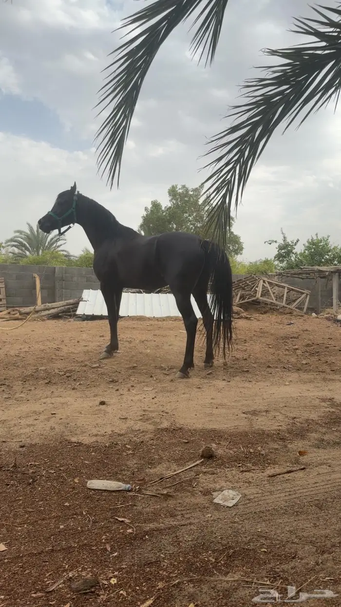 حصان ادهم ورق 0