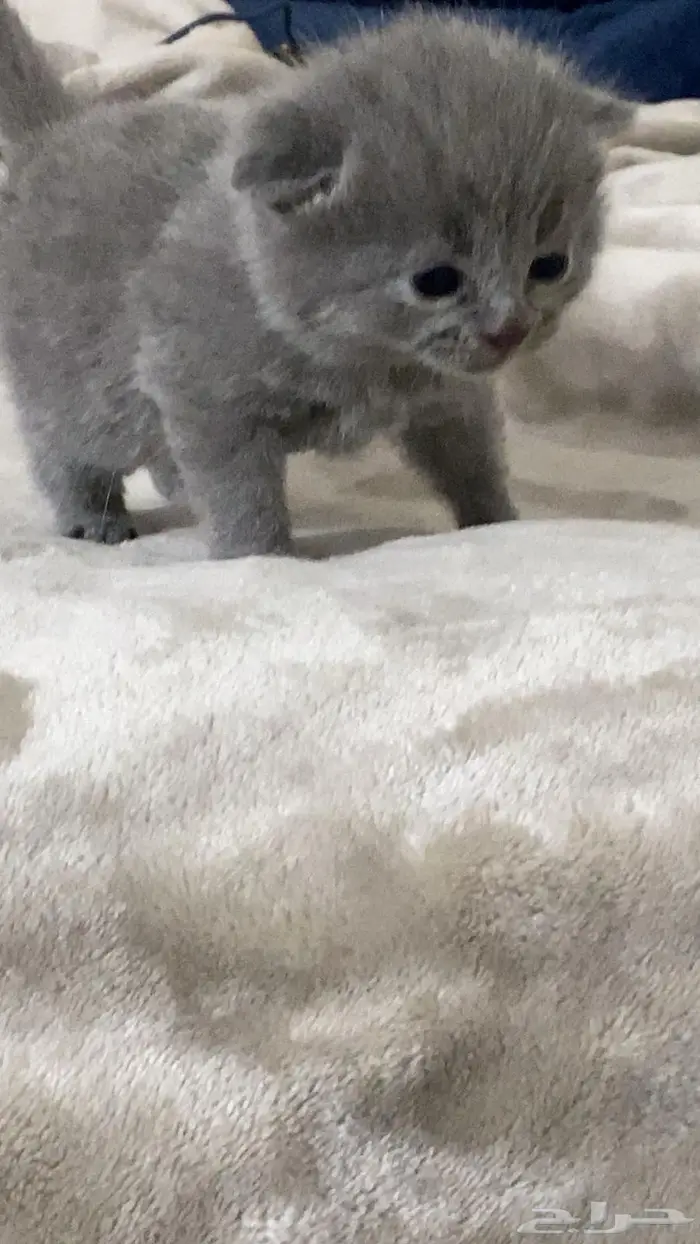 قطط سكوتش شيرازي 6