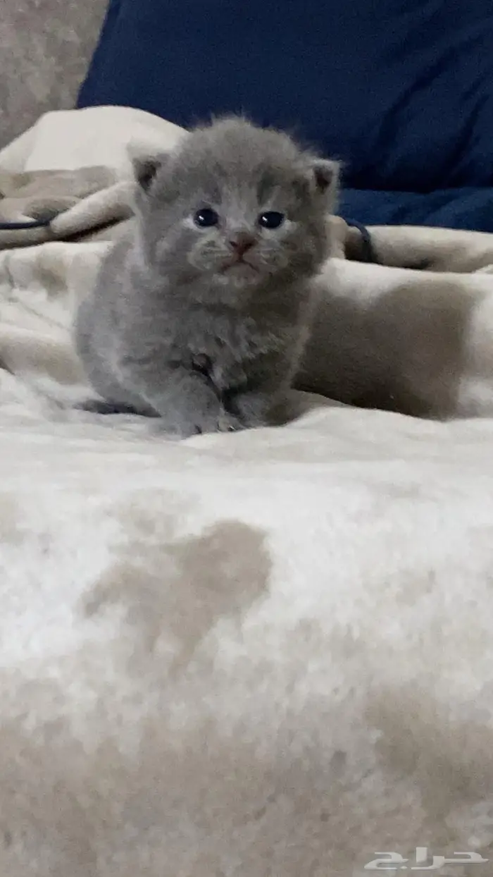 قطط سكوتش شيرازي 7