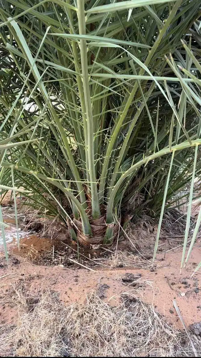 نخيل البيع 7