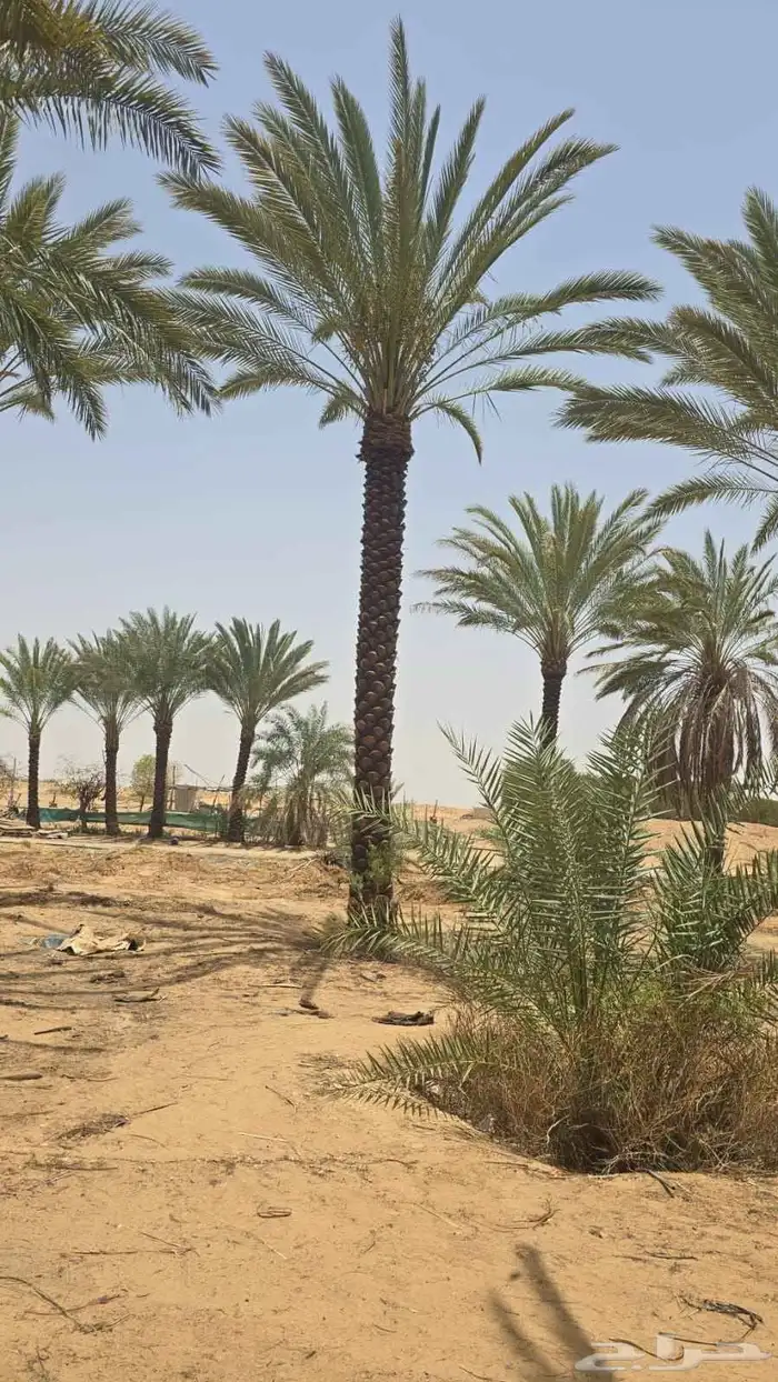 يوجد لاديناء نخيل من جميع لانواع 2