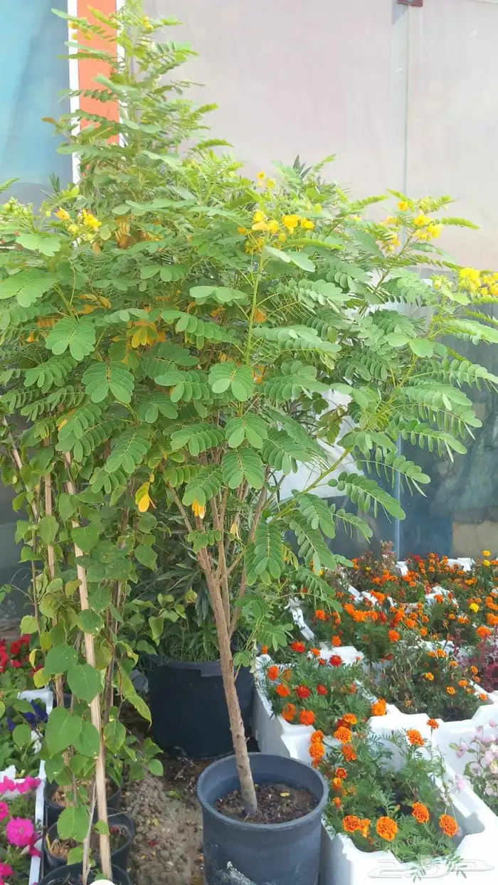 مشاتل مشتل 7