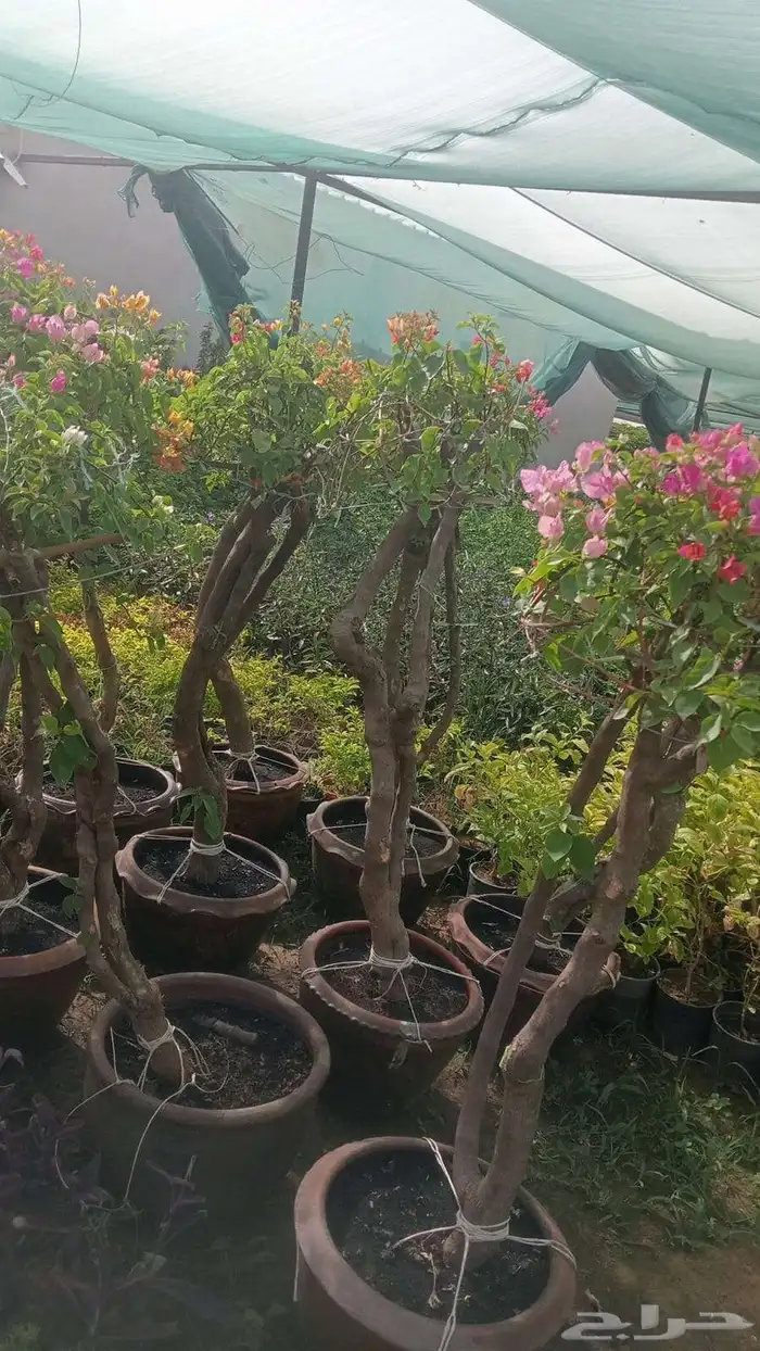 تنسيق حدائق توريد وتركيب الثيل الطبيعي وشبكه الرأي الحديث عا 7