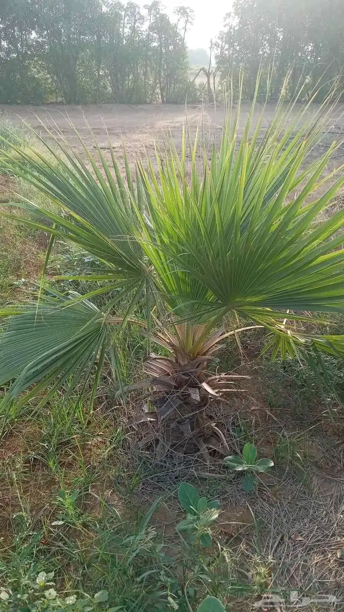 نخيل واشنطني زينه 3