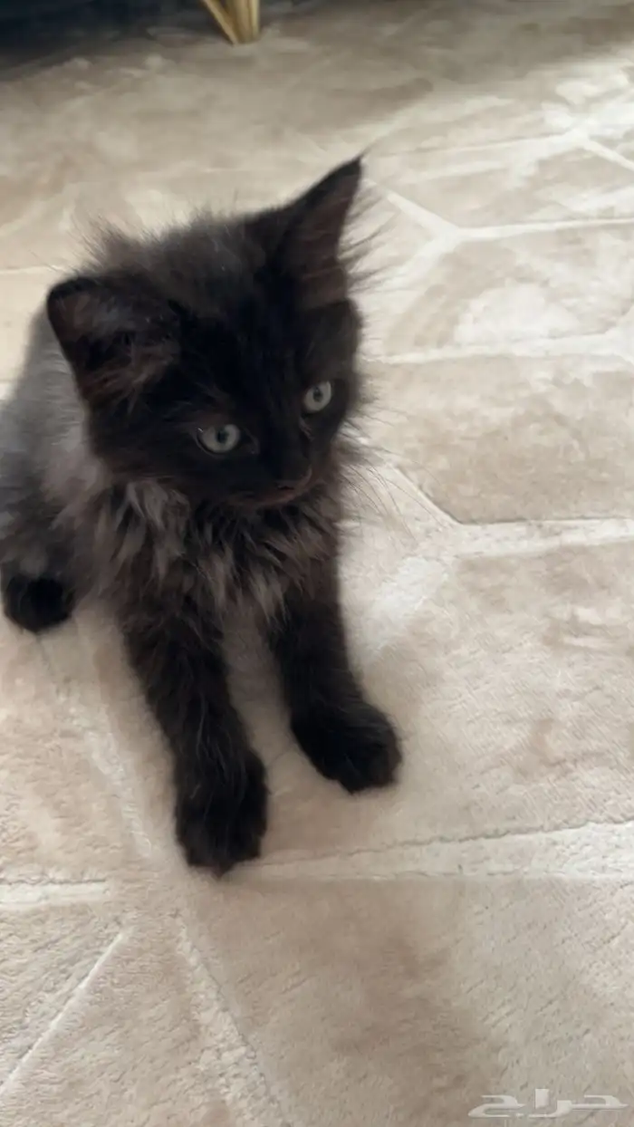 قط ماين كون للبيع 2