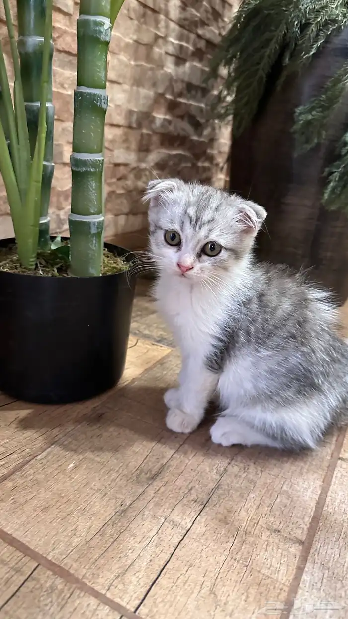 قطط 1