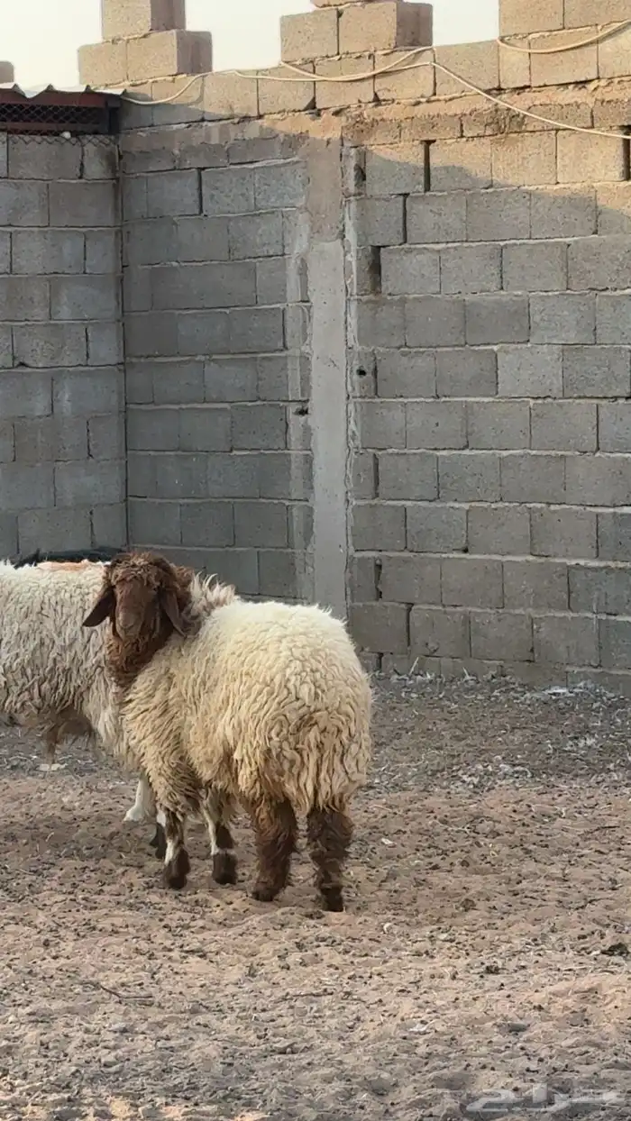 نجديات ونعيميه للبيع 7