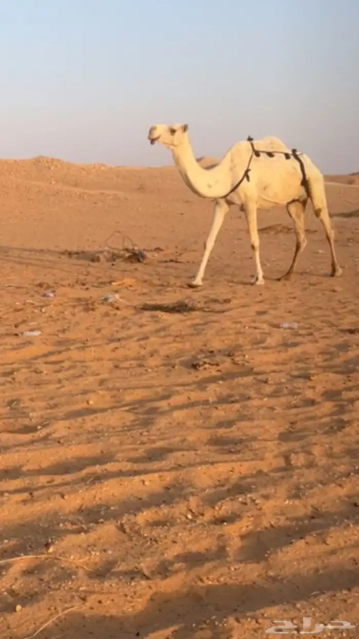 ضروبه وضح كفو 0
